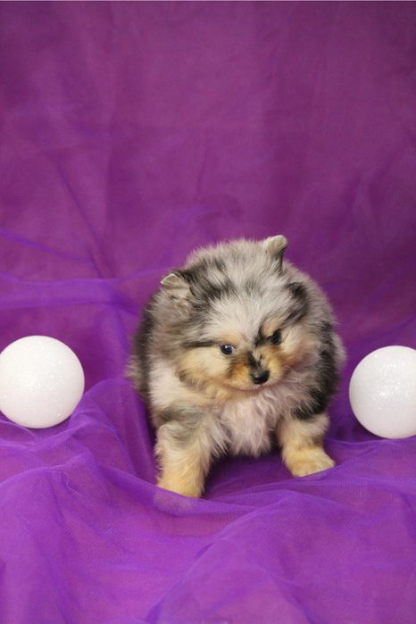 Мальчик , мелкий компактный ,шпиц щенок