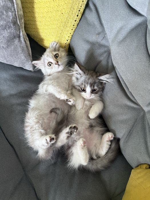 Кошенята,в добрі руки
