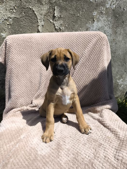 Cachorros para adopção