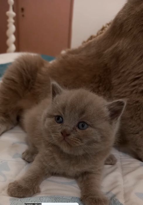 Femea scottish fold blue
