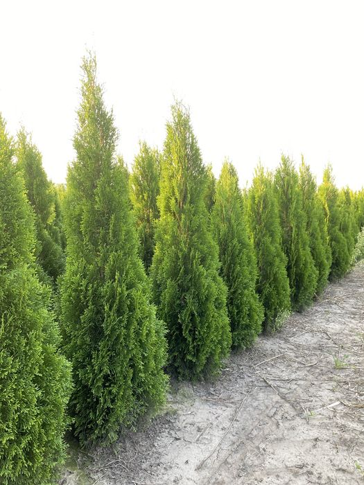 Tuja Szmaragd 140-150cm DOSTAWA ‼️ SADZENIE ‼️ PRODUCENT