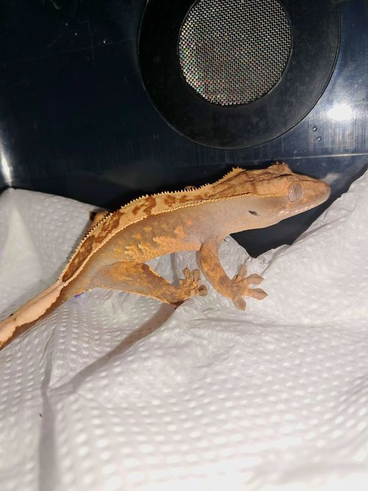 Gekon orzęsiony gekony orzęsione