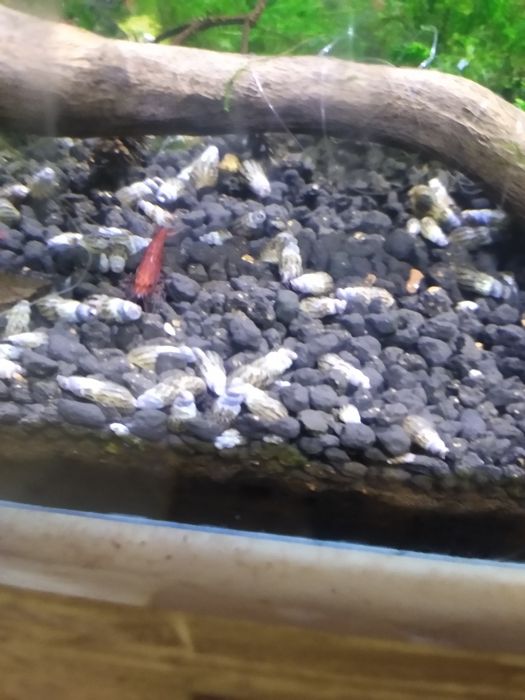 Ślimak swiderek, ślimaki swiderki