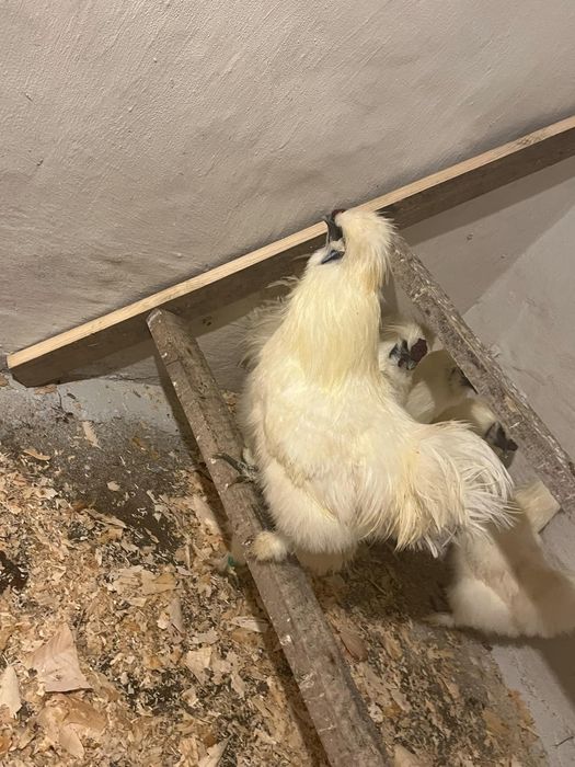 Kogutki silki bjedwbiałeabistaej