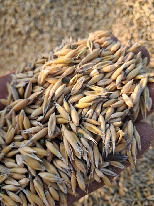 Owies bingo *tego roczny*