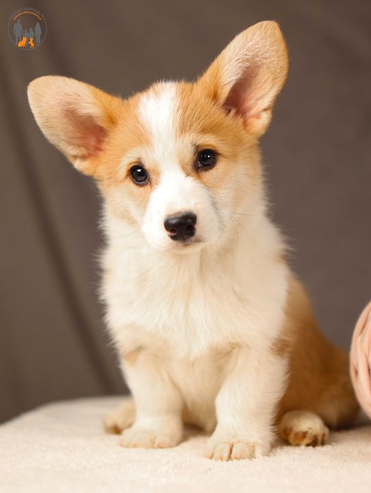 Welsh Corgi Pembroke ZKwP FCI rodzice przebadani