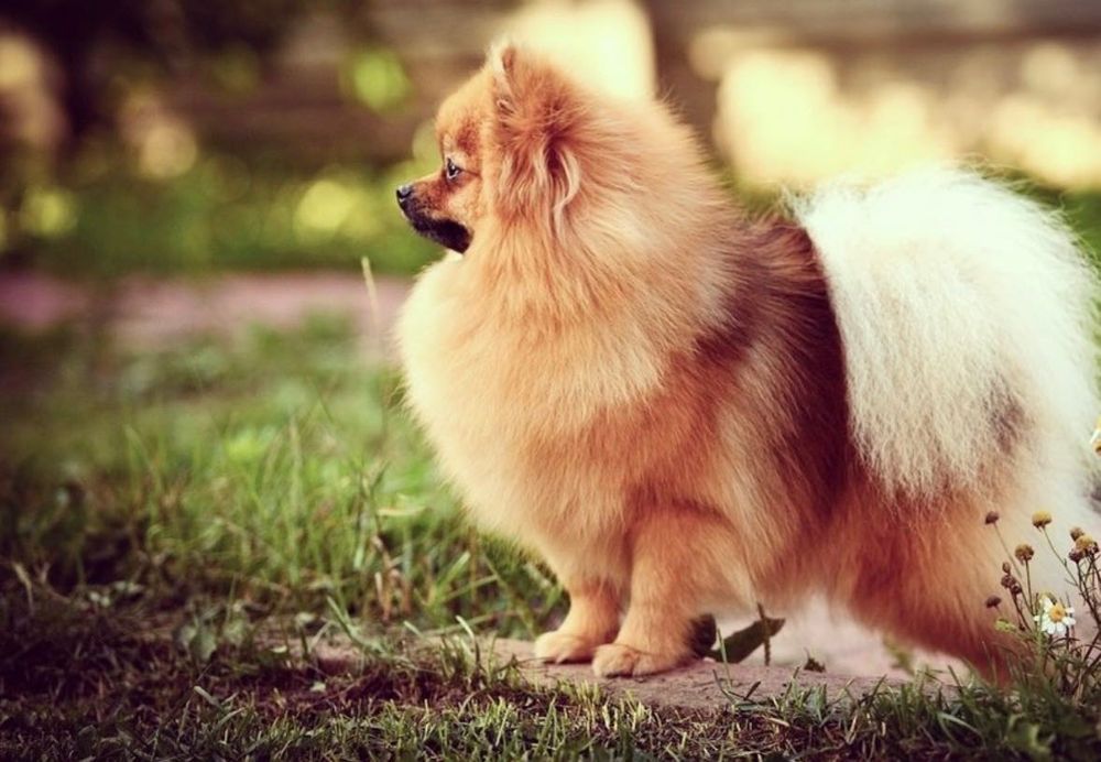 Sprzedam psa, Pomeranian