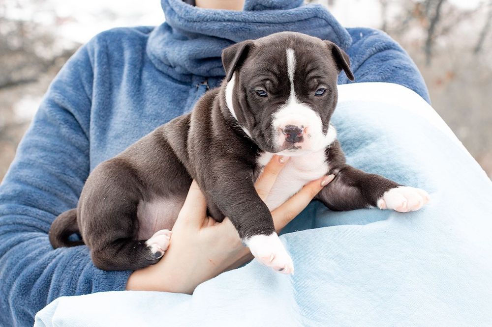 Дитина Реї дружелюбний цуцик ам.стафф