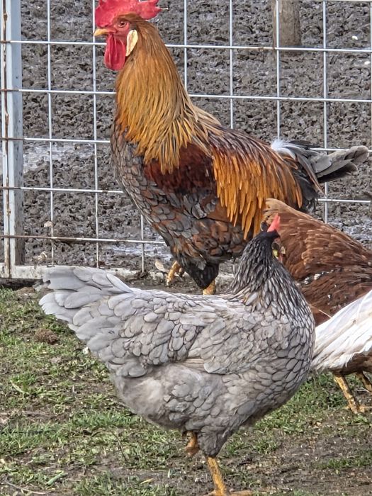 Koguty włoszki włoszka kuropatwiane porcelanowe