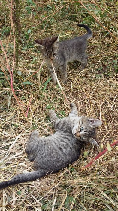 Отдам котят мальчик и девочка