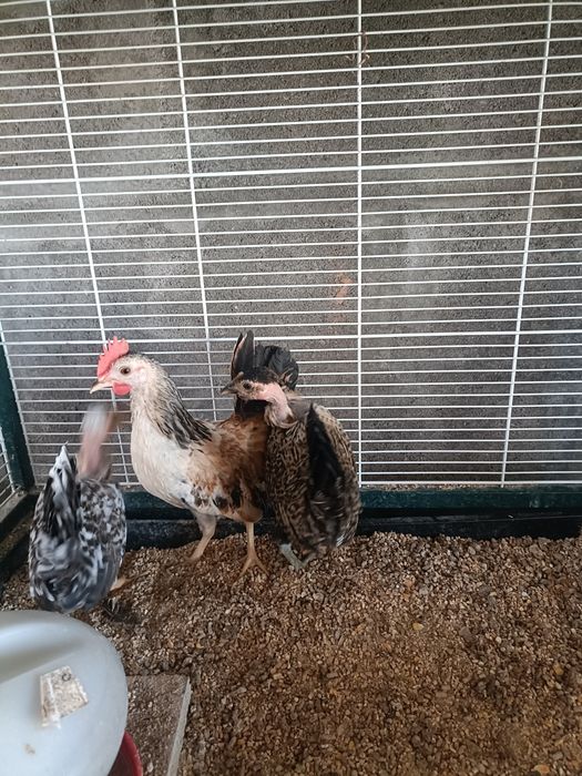 Cocós Mini Filhos e Serama.