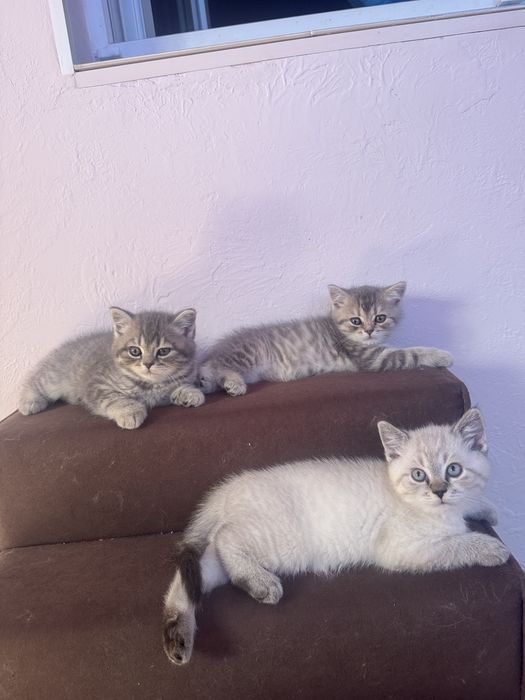 Шотландские котята