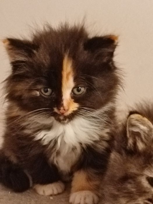 Koteczka Syberyjska.