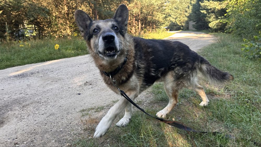 Barycz, starszy w typie owczarka do adopcji