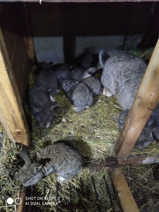 Кролики  " Бельгійський велетень" (Фландр).)