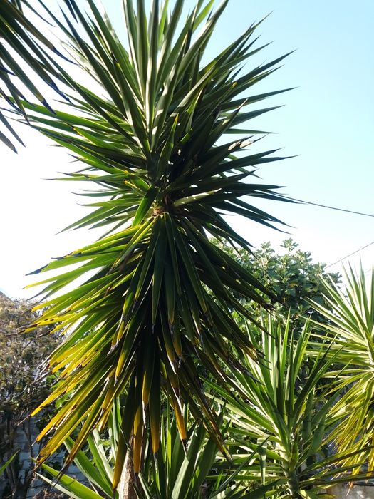 Plantas uicas tropicais
