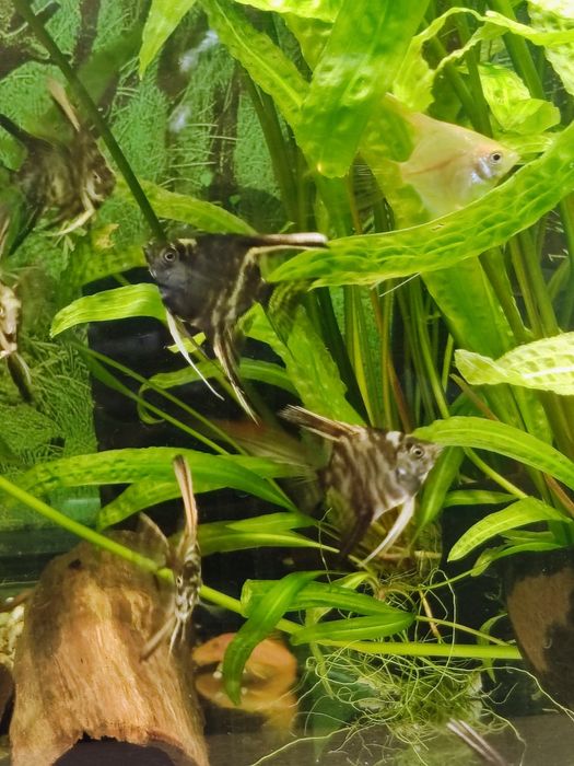 Skalary Marmur Czarny