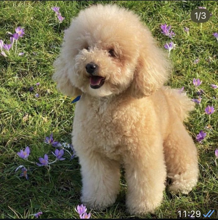 Bichpoo/poochon/bichon frise