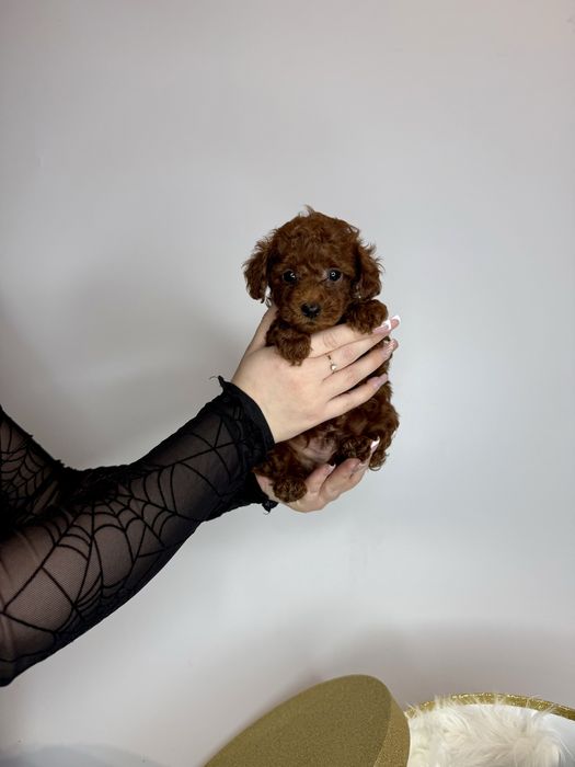 Toy pudel teacup