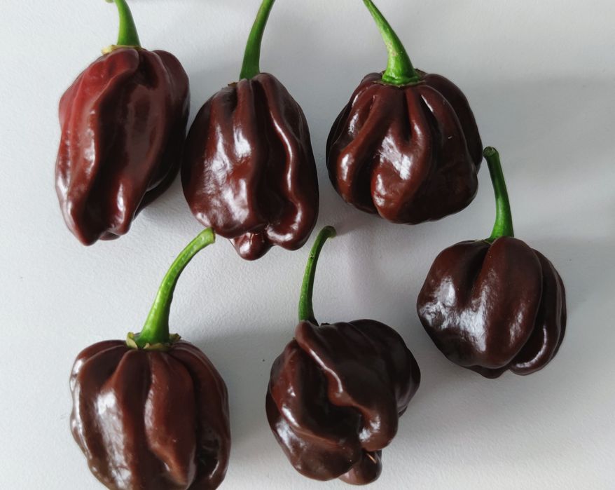 Sementes de pimentas