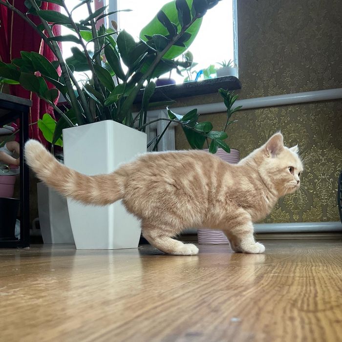 Кошенята британські шотландські висловухі котенята котята вислоухие