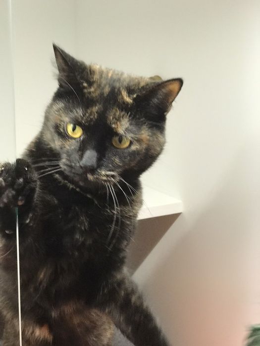 Краля в пошуках дому