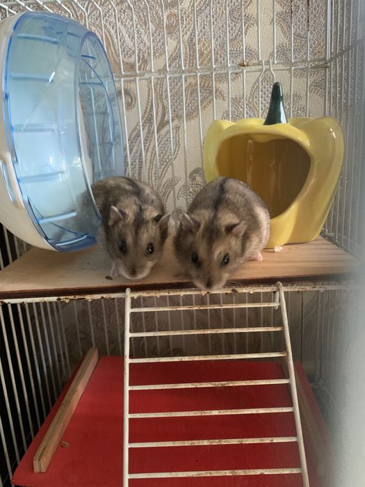 Джунгарик Хомʼяк Джунгарський Хомяки є в кількості