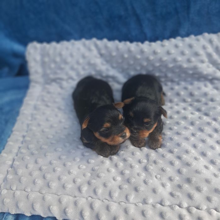 Yorkshire terrier piesek