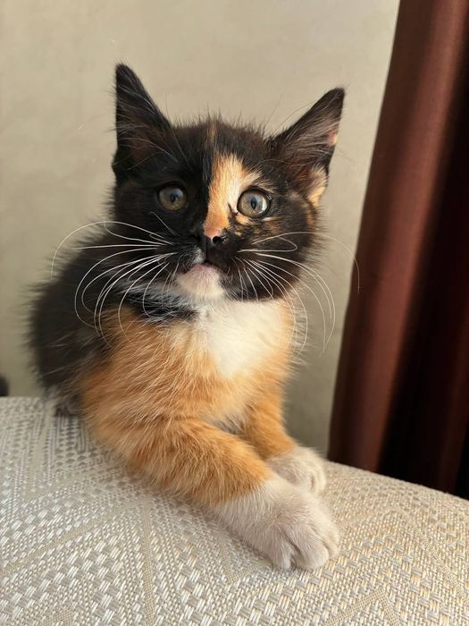 Кошенята в добрі руки
