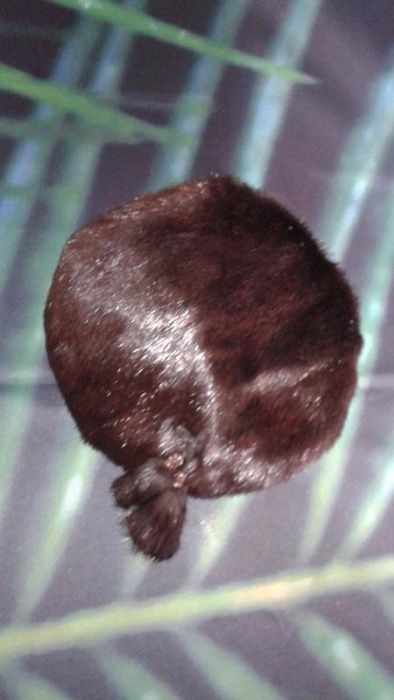 Берет из нутрии натуральный класический