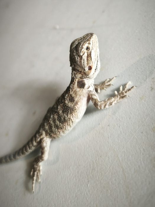 agama brodata – młody osobnik