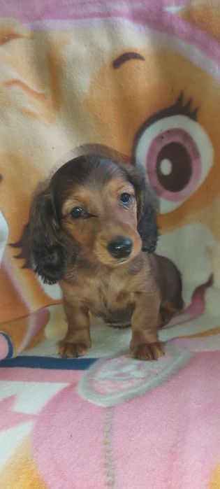 Tekel miniatura  de pêlo comprido