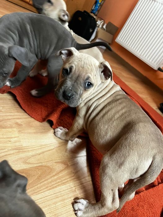 Amstaff staffordshire terrier