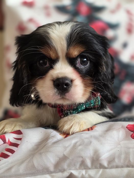 Cavalier King Charles Spaniel piesek szczenię tricolor gotowy odbiór