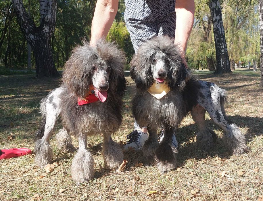 Мармурові Хлопчики Пудель МЕРЛЄ