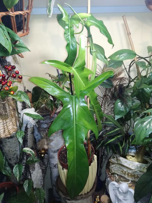 Philodendron Jerry Horne RZADKOŚĆ Filodendron Monstera kolekcjonerski