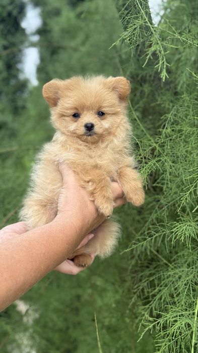 Шпіцепу дівчинка міні