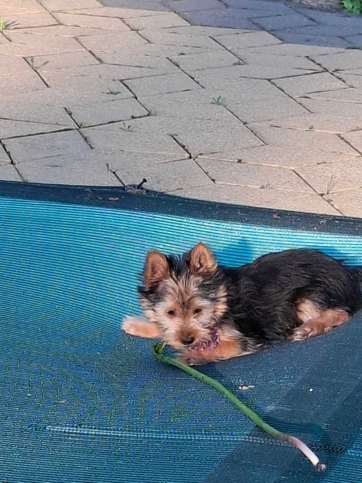 YorkShirre Terrier z Rodowodem Piesek
