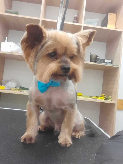 В‘язка йорк (йоркширський тер'єр)