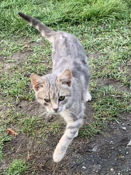 Котенятко в пошуку родини