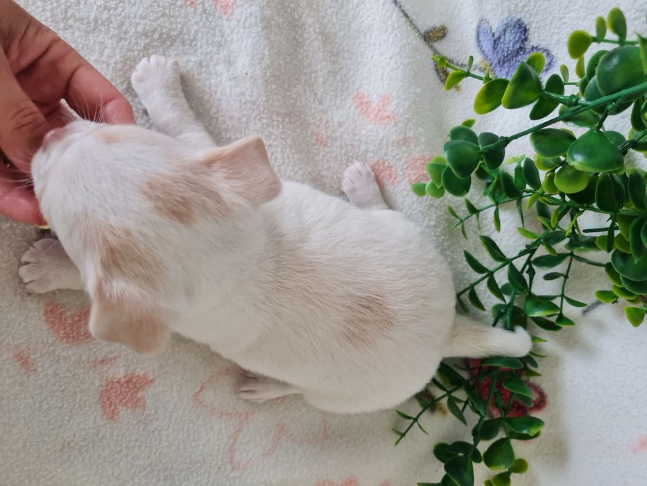 Estupendo menino mini Chihuahua Linhagem Russa de Qualidade
