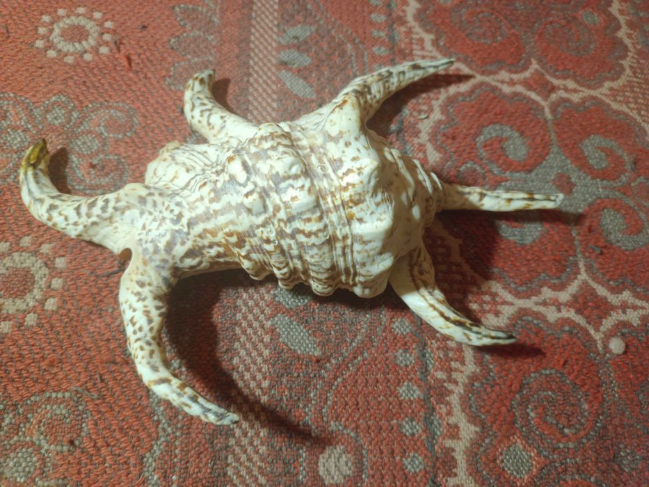 Убежище,гнездовье для рыб