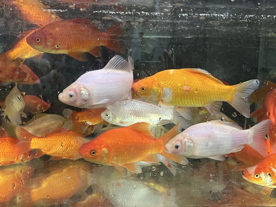 Ryba do oczek wodnych , stawów - karas ozdobny 15cm -18 cm