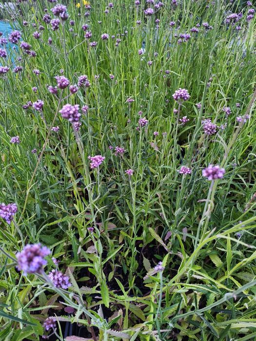 Miskant rozplenica stipa werbena