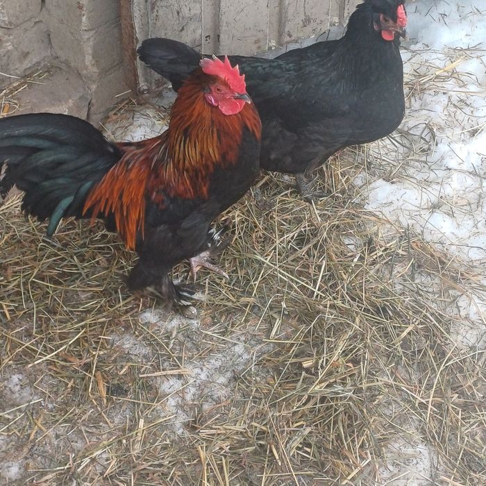 Koguty liliputy różne  do wyboru