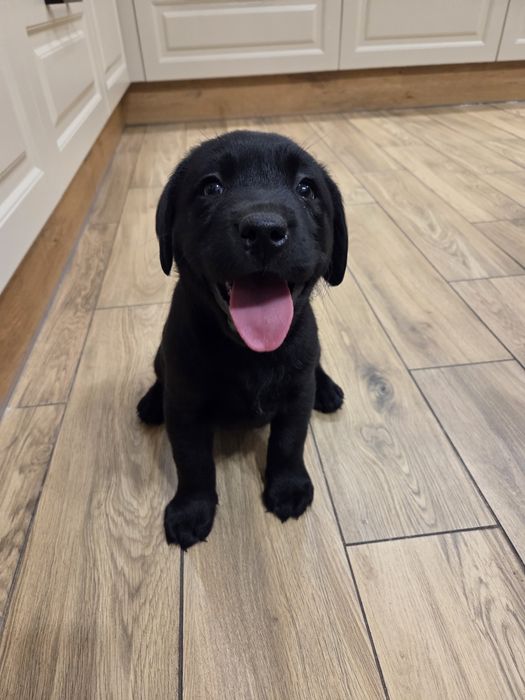 Szczeniak Labradora suczka gotowa do odbioru