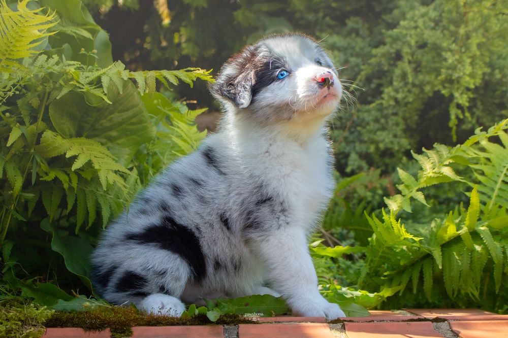 Piesek border collie blue merle ZKwP FCI