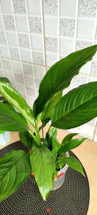 Skrzydłokwiat („kobiece szczęście”) – różne rozmiary