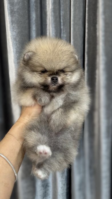 Pomeranian chłopczyk