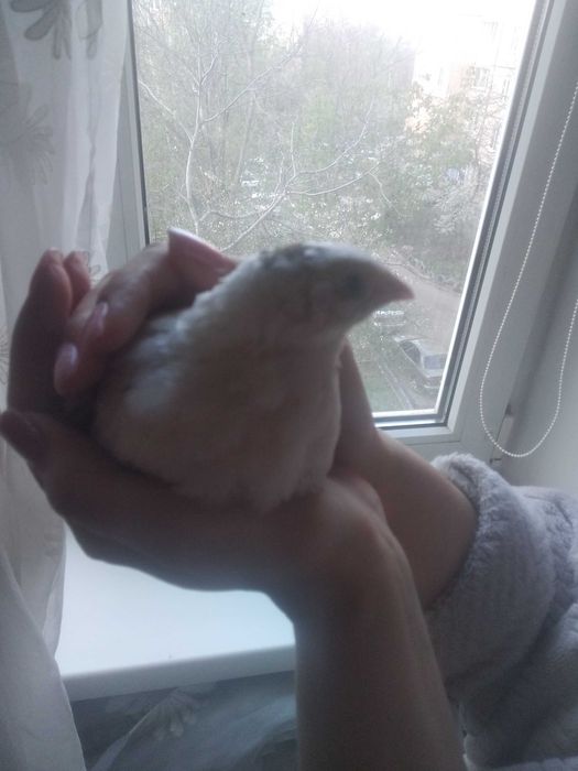 Продам подросших перепелов Техасский белый